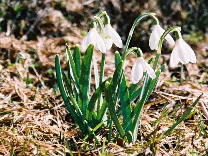  Image name: bucaneve2.jpg 
 width: 720 pixel 
 height: 540 pixel 
 Size: 115219 bytes 
 Click to enlarge 